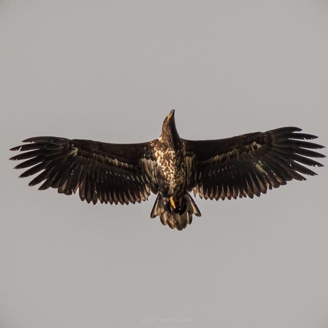 From Kiruna: Narvik City and Fjord Day Trip - Practical Details and Considerations