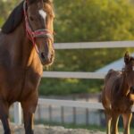 From Krakow: Horse Riding by the Lake Private Tour - The Experience in Practice: Pros and Cons
