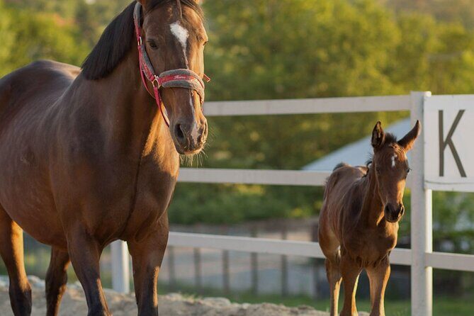 From Krakow: Horse Riding by the Lake Private Tour - The Experience in Practice: Pros and Cons