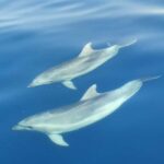 From Krk: Golden Beach Boat Trip - Pricing and Value