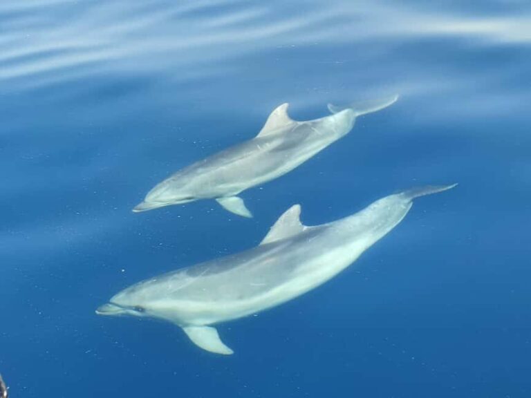 From Krk: Golden Beach Boat Trip - Pricing and Value