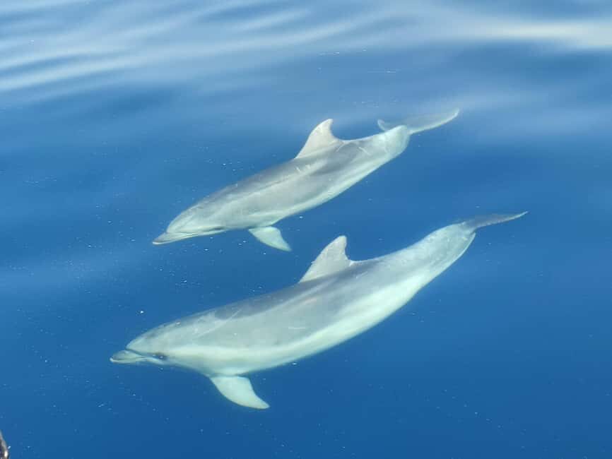 From Krk: Golden Beach Boat Trip - Pricing and Value