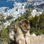 from La Cala/Marbella/Estepona: VIP Gibraltar tour with monkey rock + shopping - Why This Tour Works Well