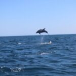From Lagoa: Dolphins & Ponta da Piedade with biologist guide - Detailed Breakdown of the Itinerary