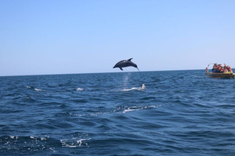 From Lagoa: Dolphins & Ponta da Piedade with biologist guide - Detailed Breakdown of the Itinerary