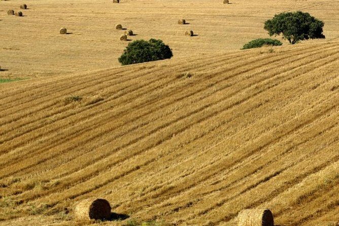 From Lisbon to Alentejo: Évora and Megaliths Full-Day Group Tour - What Makes This Tour Stand Out