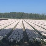 From Lisse: Keukenhof Flower Fields Bike Tour - Final Thoughts