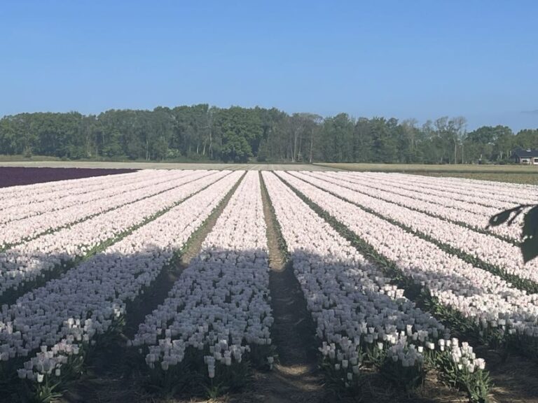 From Lisse: Keukenhof Flower Fields Bike Tour - Final Thoughts