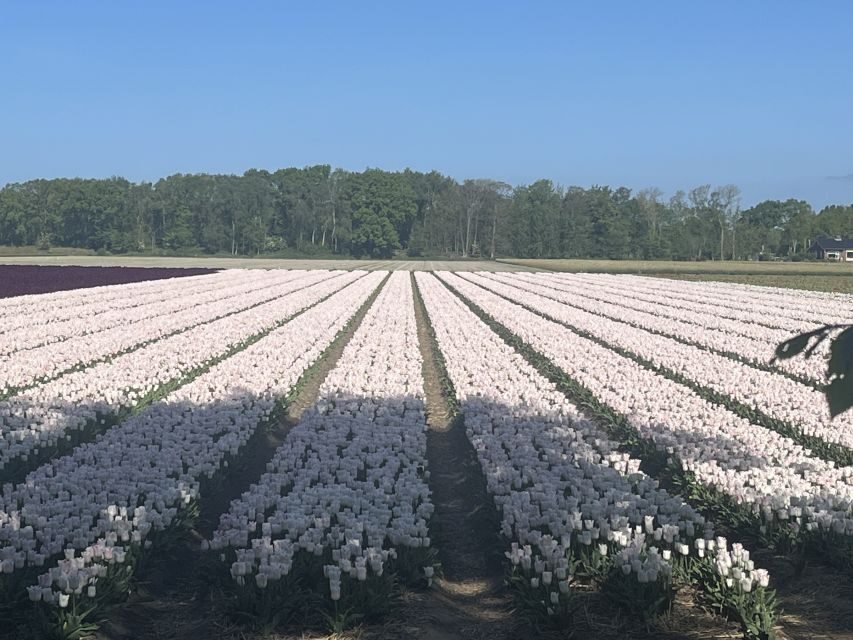 From Lisse: Keukenhof Flower Fields Bike Tour - Final Thoughts