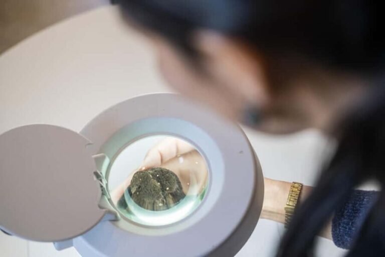 From location: Truffle farm visit, culinary workshop, meal - Discovering the Truffle Farm