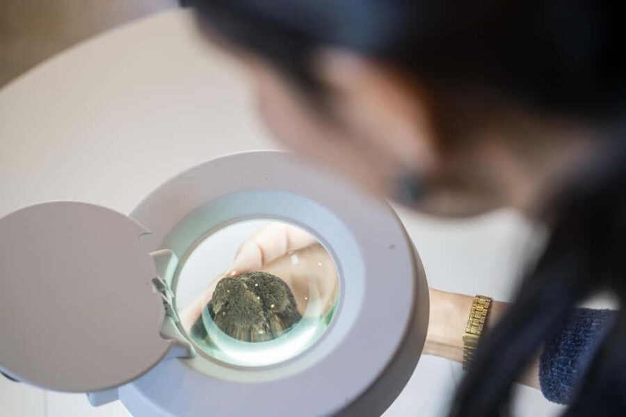 From location: Truffle farm visit, culinary workshop, meal - Discovering the Truffle Farm