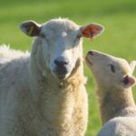 From London: Full-Day Cotswolds Small-Group Tour - In-Depth Look at the Itinerary