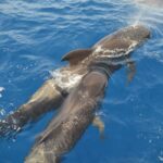 From Los Gigantes: Whale Watching Sailboat Cruise - Why This Tour Offers Great Value