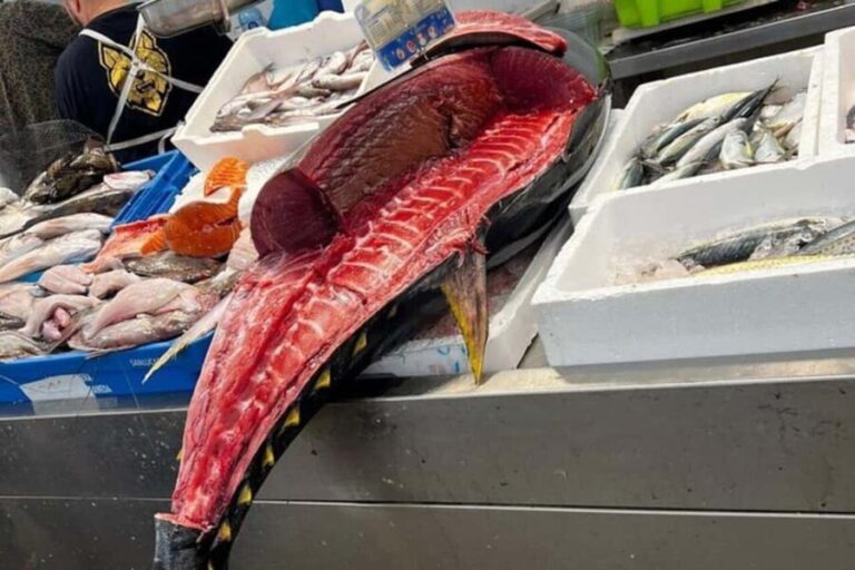 From Marbella: Cadiz and Jerez Private Daytrip - The Experience: What Sets It Apart