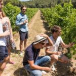 From Marseille: Bandol & Cassis Full-day Wine tour - The Charm of Cassis and Its Wines