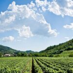 From Milan Full Day in Franciacorta 2 Wineries and Lunch - The Lakeside Lunch Near Lake Iseo