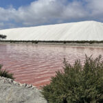 From Montpellier: Camargue and Salt Marshes Guided Tour - A Closer Look at the Tour Experience