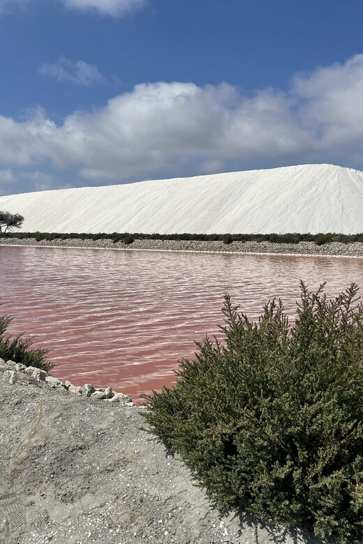 From Montpellier: Camargue and Salt Marshes Guided Tour - A Closer Look at the Tour Experience