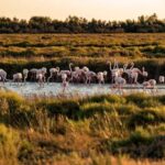 From Montpellier: Visit of Camargue and Aigues-Mortes - Practical Details and What You Should Know