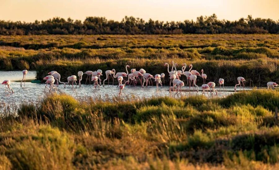 From Montpellier: Visit of Camargue and Aigues-Mortes - Practical Details and What You Should Know