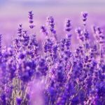 From Nice: Verdon Gorge Full-Day Tour - Transportation and Group Experience