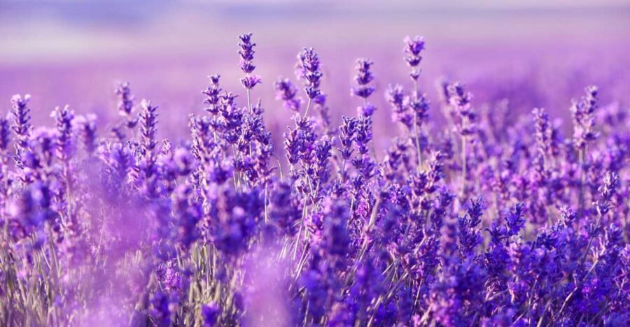 From Nice: Verdon Gorge Full-Day Tour - Transportation and Group Experience