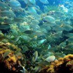 From Nice: Villefranche Bay Swimming & Snorkeling Boat Tour - The Snorkeling Experience