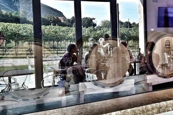 From Padua: Olive Oil & Wine in the Euganean Hills - Why Travelers Love It