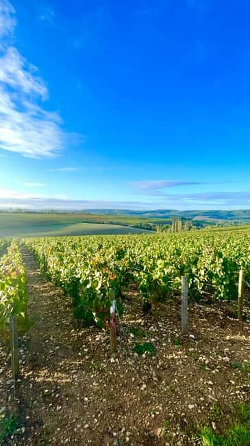 From Paris: Champagne, gastronomy and culture - What’s Included and Why It Matters