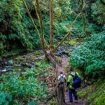 From Ponta Delgada: Hiking Moinho do Félix - Who Will Love This Experience?