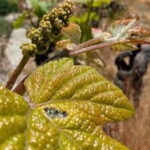 From Porto: 2 Wine Regions, Farm-to-Table Lunch & Boat - A Deep Dive into the Experience