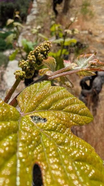 From Porto: 2 Wine Regions, Farm-to-Table Lunch & Boat - A Deep Dive into the Experience