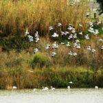 From Porto to Aveiro: Cruise, Aves, Salinas, Costa Nova, and Vista Alegre - What Travelers Say