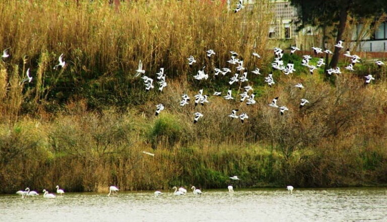 From Porto to Aveiro: Cruise, Aves, Salinas, Costa Nova, and Vista Alegre - What Travelers Say