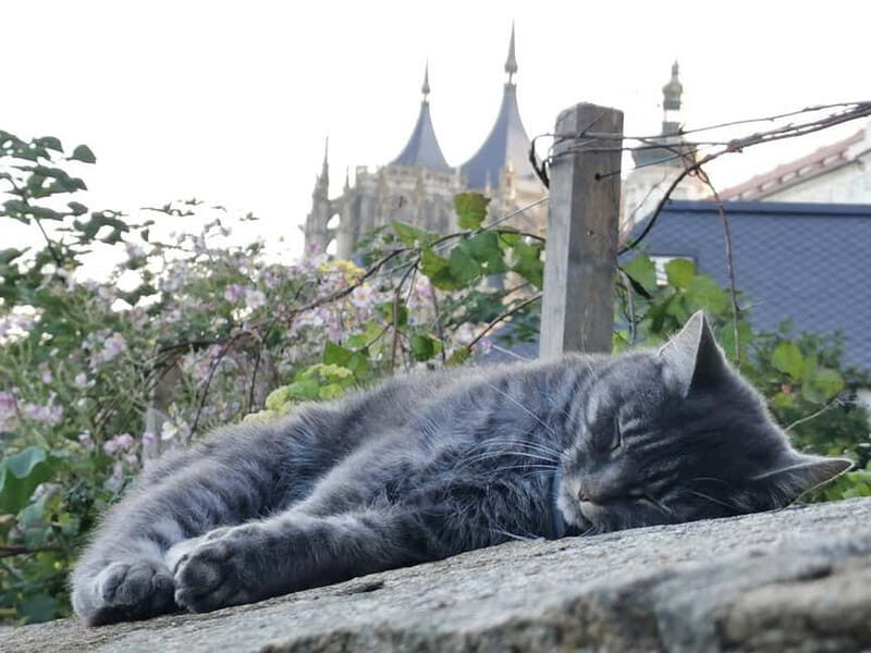 From Prague: Kutná Hora, Bone Church & Folk Museum Tour - What Makes This Tour Stand Out (and What to Consider)