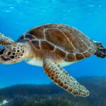 From Protaras: Cruise to Blue Lagoon, Turtle Cove & Sea Cave - Who Should Take This Tour?