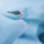 From Reykjavik: Jökulsárlón Glacier Lagoon and Diamond Beach - What Makes This Tour Stand Out?