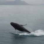 From Reykjavik: Whale Watching Tour - What to Expect on the Day