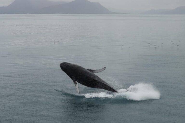 From Reykjavik: Whale Watching Tour - What to Expect on the Day