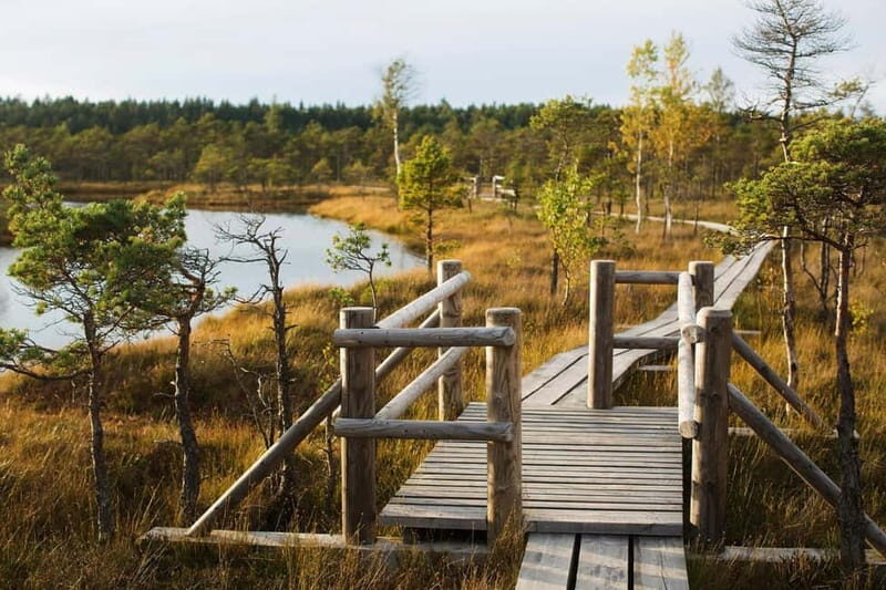 From Riga: Kemeri National Park and Kuldiga Tour - Who Would Enjoy This Tour?