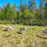 From Rovaniemi: Autumn Husky Safari Adventure - What to Expect: A Deep Dive into the Husky Safari