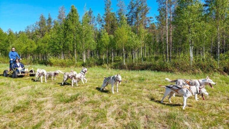 From Rovaniemi: Autumn Husky Safari Adventure - What to Expect: A Deep Dive into the Husky Safari