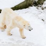 From Rovaniemi: Family Friendly Visit to Ranua Wildlife Park - What’s Included and What’s Not