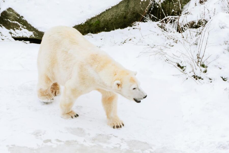 From Rovaniemi: Family Friendly Visit to Ranua Wildlife Park - What’s Included and What’s Not