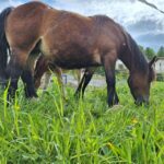 from Santander: Fascinating Saint Sebastian of Garabandal - The Value for Money