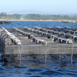 From Santiago: Rías Baixas Tour with boat trip and winery - What Makes This Tour Special?