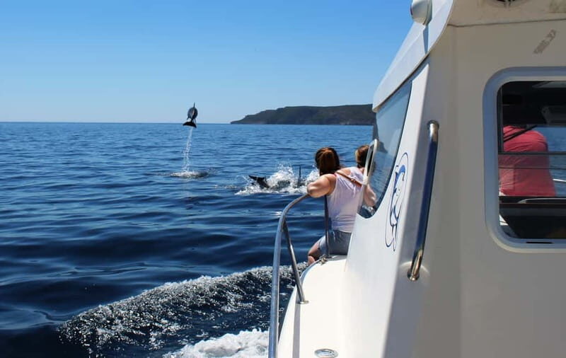 From Sesimbra: Arrábida Dolphin Watching Boat Tour - Who Will Love This Tour?
