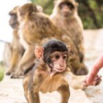 From Seville: Day Trip to Gibraltar - Practical Details and Tips