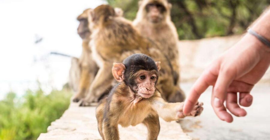 From Seville: Day Trip to Gibraltar - Practical Details and Tips