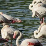 From Seville: Doñana National Park Day Trip - The Value of This Experience